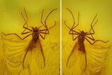 Detailed Fossil Fly (Chironomidae) In Baltic Amber #170071-1